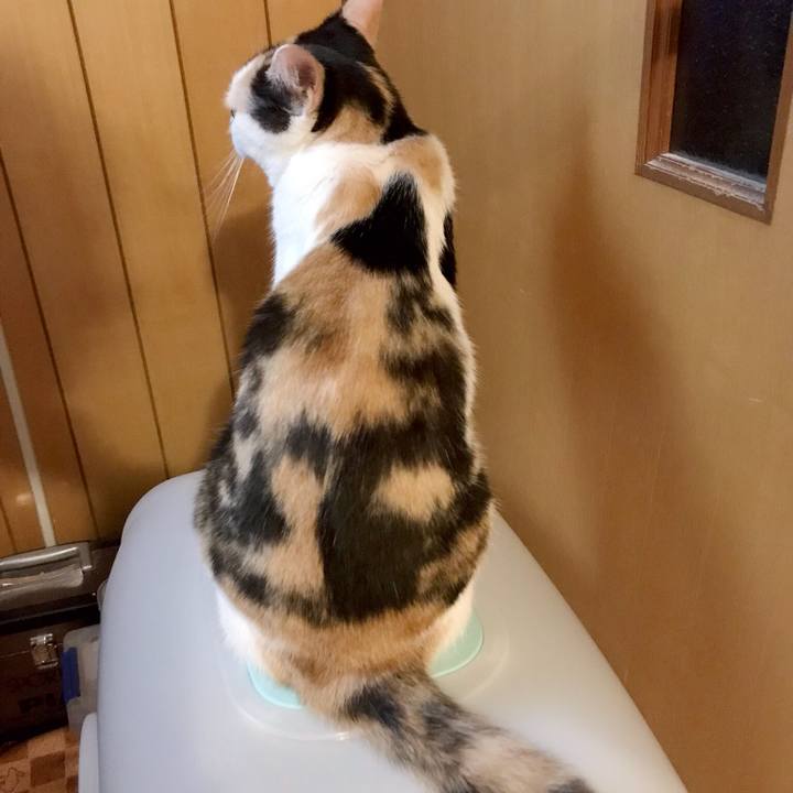 Ff6286a7 8a80 4b33 aeb1 0e2734b17bbe 1535986763438