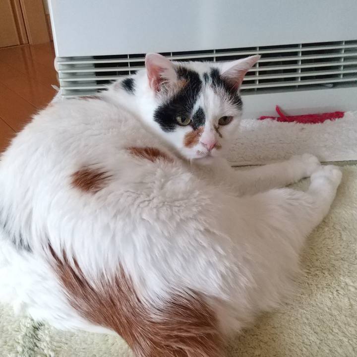 Ff64e514 7e0d 4196 8fdc 00fd173aa930 1589934679108