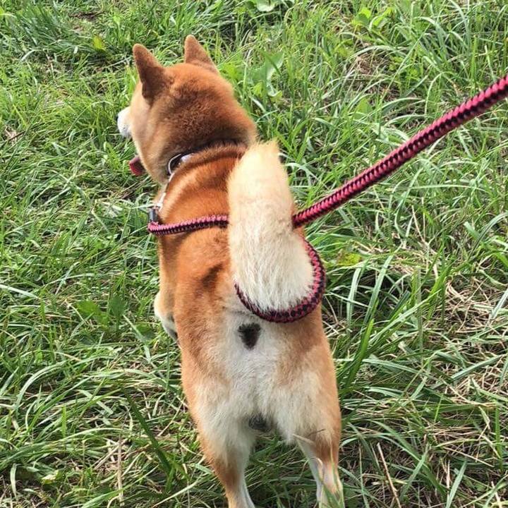 Ff683827 6e83 43c9 9f4c 31b4d1e7c22b 1533633862749