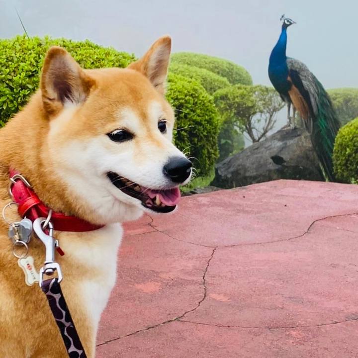 Ff6b54c2 2b40 4851 96a3 a317e5b3d0fe 1595853005732