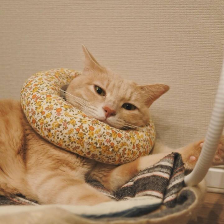 Ff7172fb 7e9f 4986 b96f dc122891e992 1733292492678