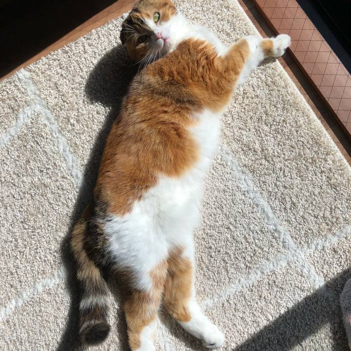 Ff74f2b1 8f63 4d17 b2a1 2bb29e657a9d 1581217135194