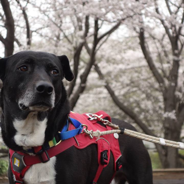 Ff77abd3 076b 415e 93a8 4e19bc69d821 1679532659607