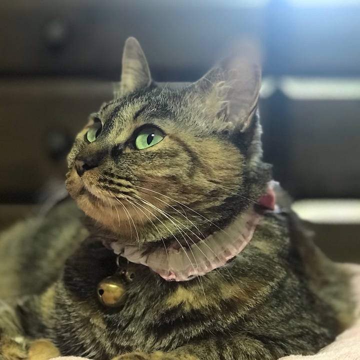 Ff7baa74 75a0 4cdf 933d 4f4a00572b52 1558957227031