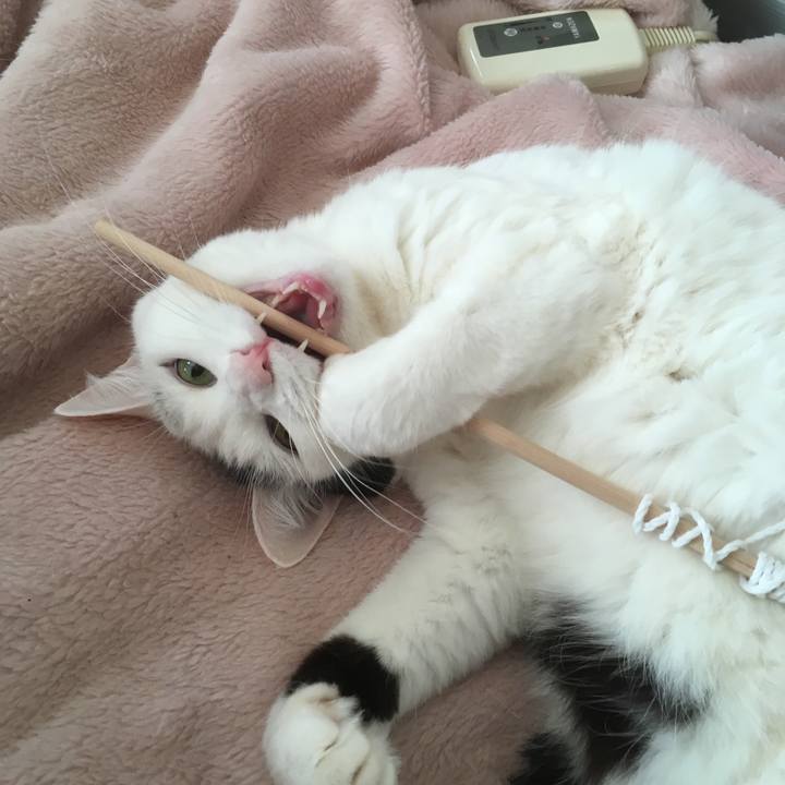 Ff8166e4 f376 4aa2 b189 7b0a609501f5 1553515115474