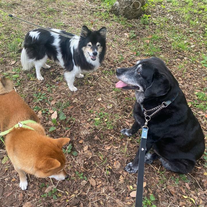 Ff81a5bb 0287 4f83 b996 839407bd94da 1731741452198