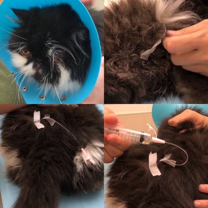 Ff866e82 2897 45f2 9c70 01d2ff40d7c1 1570979955546