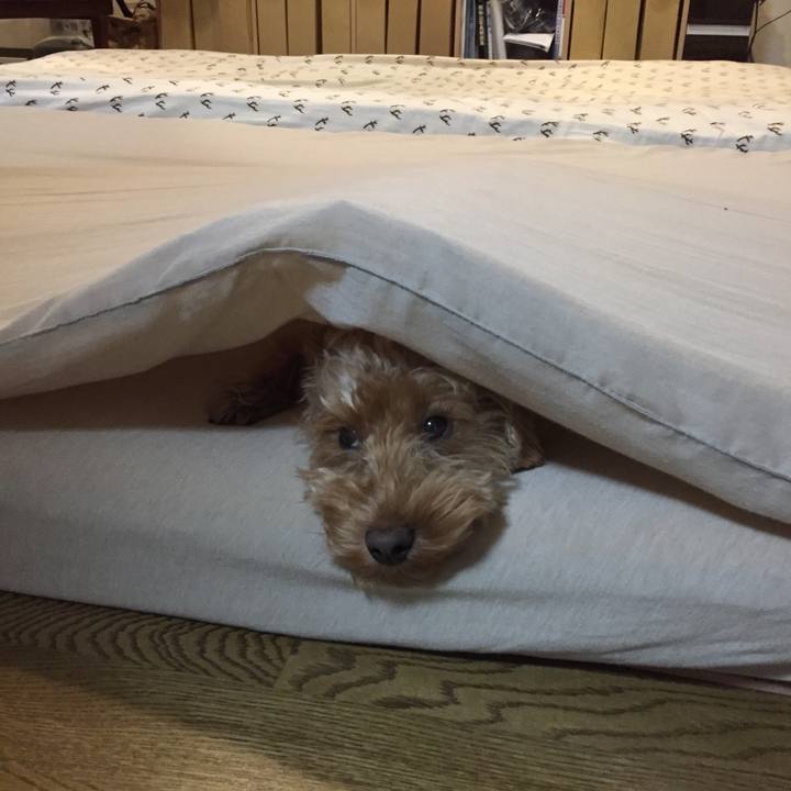 Ff88b961 42fe 42a6 8800 273aef60566a 1511776510473