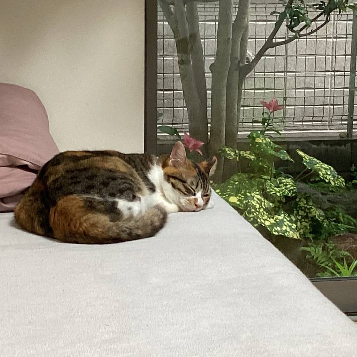 Ff8a1d15 c69c 4fc8 9e60 cda25764bb8a 1655012532993