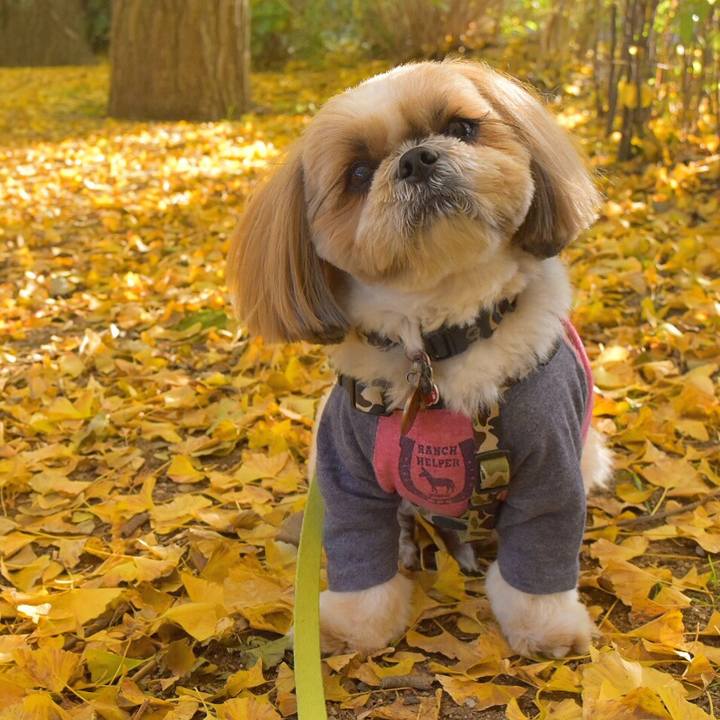 Ff8c06b2 4f8f 466a 9509 9a2c59f0fc56 1510232658294