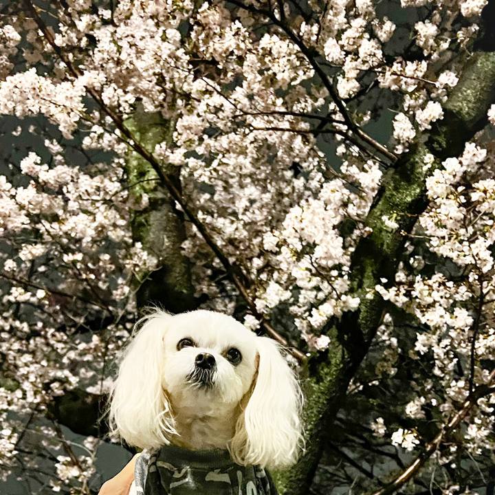 Ff8ca839 1f5e 45f1 85e6 0a3a24eedd9b 1679836765320