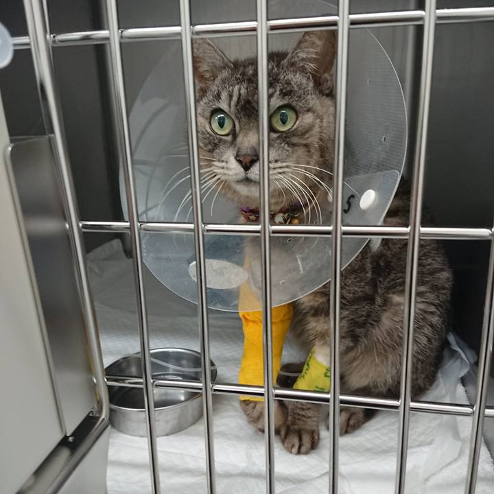 Ff8f8b02 65f1 4e23 8620 7a012b9b9a0a 1586071087512