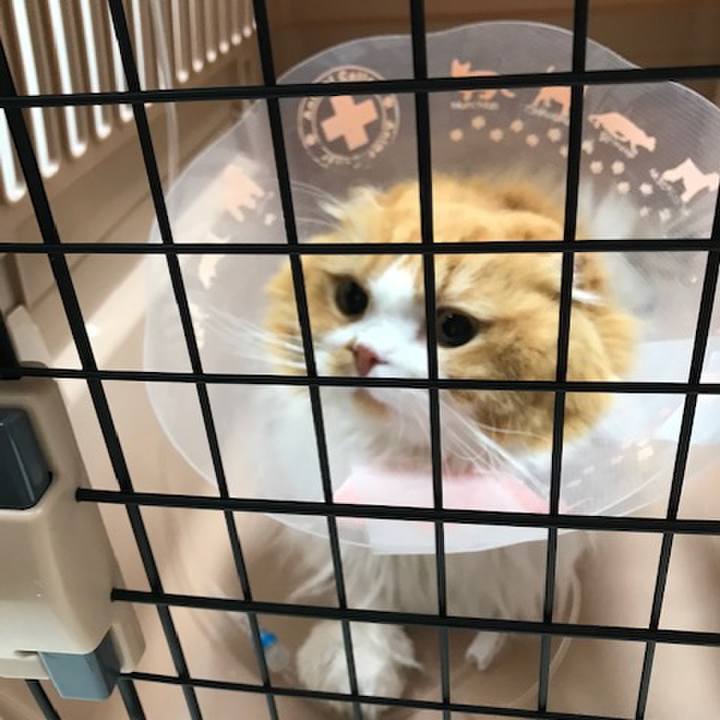 Ff900408 7514 47b6 8d16 8435606118b7 1603542231797