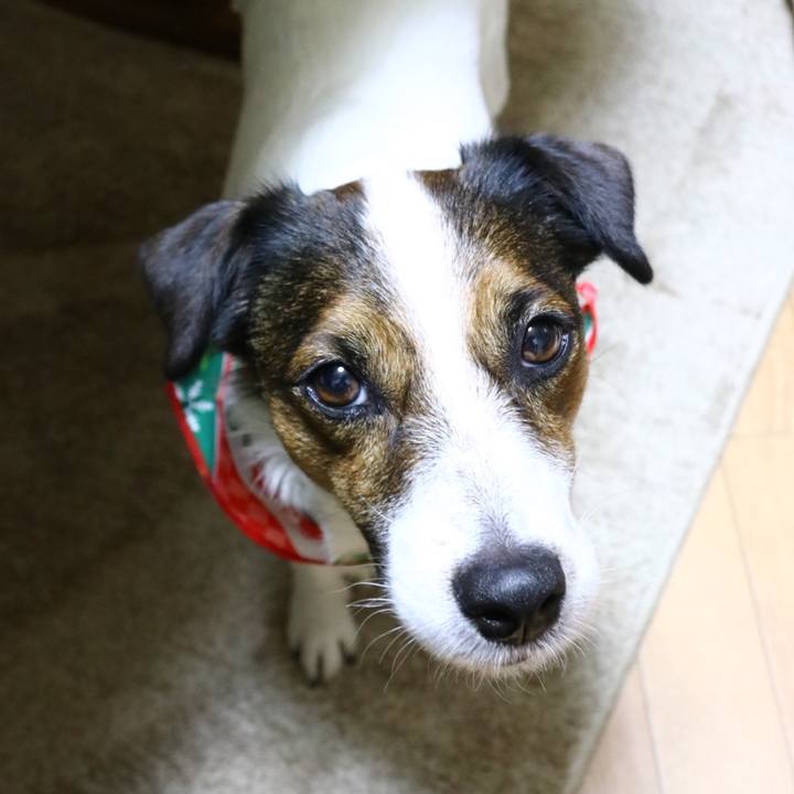 Ff9888a9 60d4 4619 99d1 cb42cb8bf6eb 1576843309501