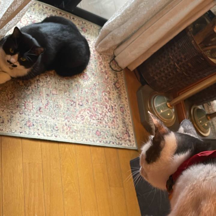 Ff99a803 a3b1 4346 a447 0feaeaaa05fc 1730089159829