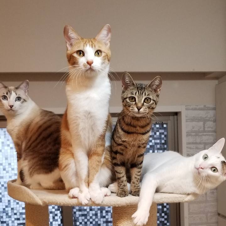 Ff9bc8e7 d98b 47a1 9fb7 1b3fcdd875f7 1545206421206