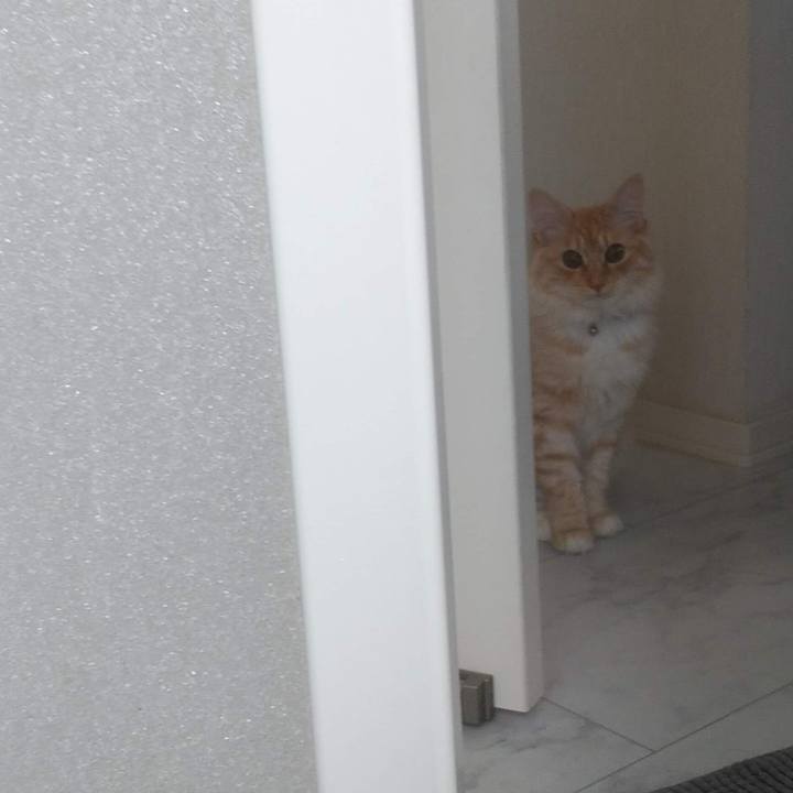 Ff9f38bc d9c0 4777 8192 43be32d8556e 1619322761820