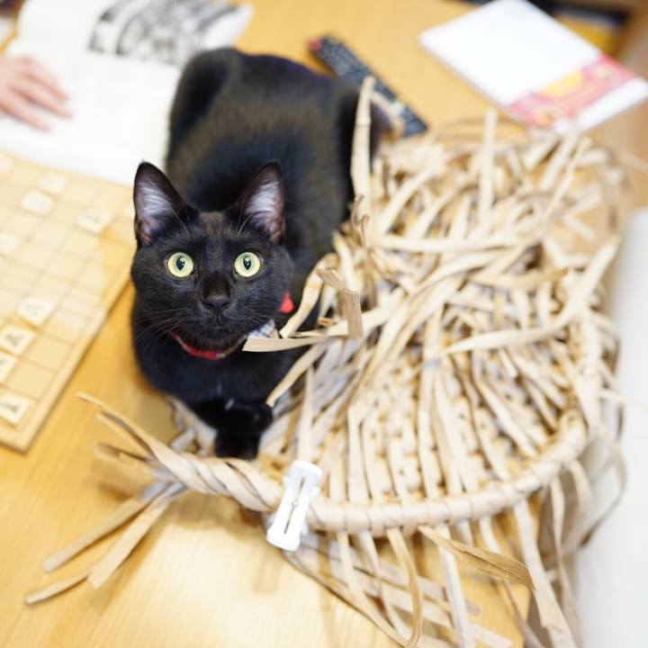 Ffa070e9 2296 4db1 b461 8fc14b409a79 1545490471066