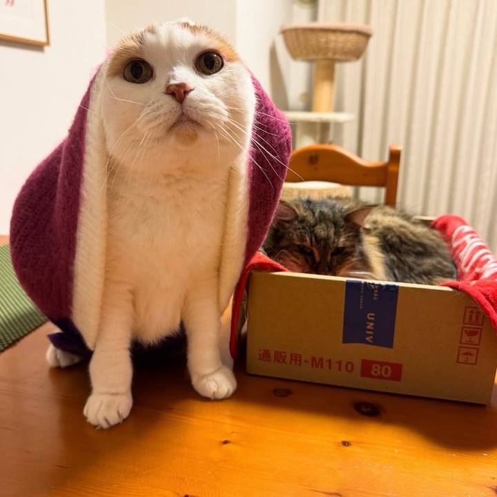 Ffa1b119 296d 4952 bcb0 1f8194c28904 1763074584858