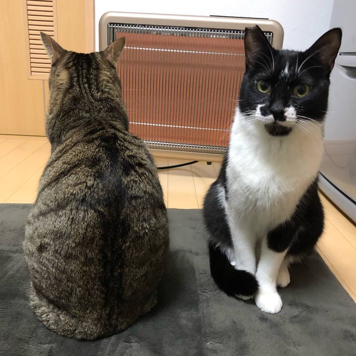 Ffa4de38 22fe 4aa0 ac61 b85cc3a1ef93 1548968266437