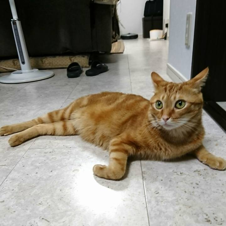 Ffa751de ea09 41c0 bc8f b56f61bf3a6f 1532089996194