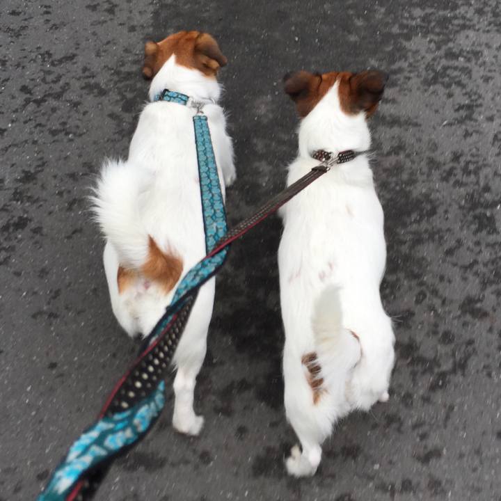 Ffa8d81f dc39 4f83 a075 8079635c9c92 1529540314637