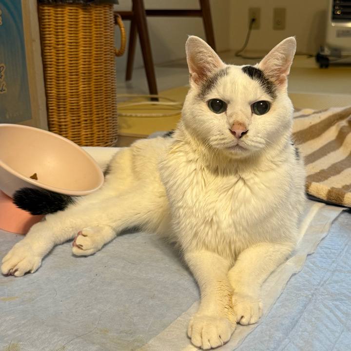 Ffa942fd f845 4e82 84df d514411a147c 1761868425497