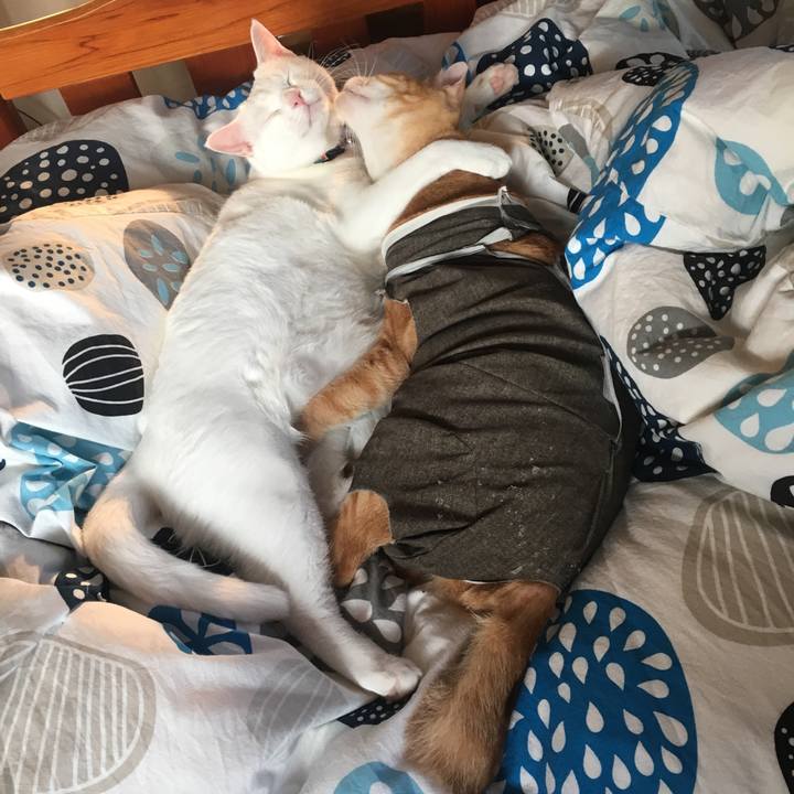 Ffab701a 32d7 41a2 b1b7 7a91e40e33df 1535532371157