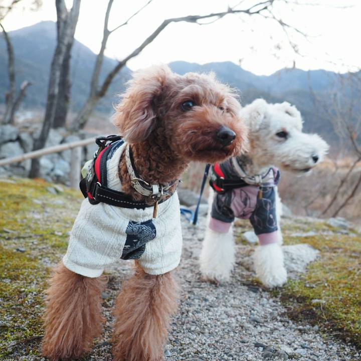 Ffab891f b194 4098 afbf bcce54a387a1 1521807859542