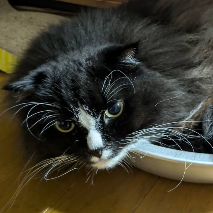 Ffaebfcc 2bdc 4caf bce6 53d54f10d448 1731708278407