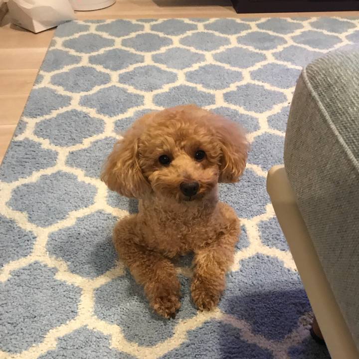 Ffaf476c 87ce 47c8 9e1f 209fb5d78b83 1544888206698