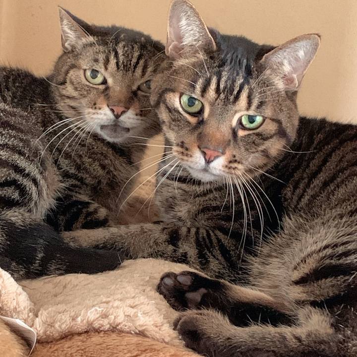 Ffb10982 052c 4cbb bc63 65dded75122b 1740226804952