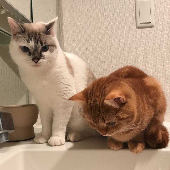 Ffb9fe2f 0477 4d4a 82ca 578378c03aa9 1508757162126