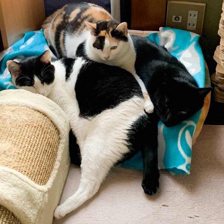 Ffc520a4 54b7 4b15 a0e3 56cda07d04d1 1574386972505