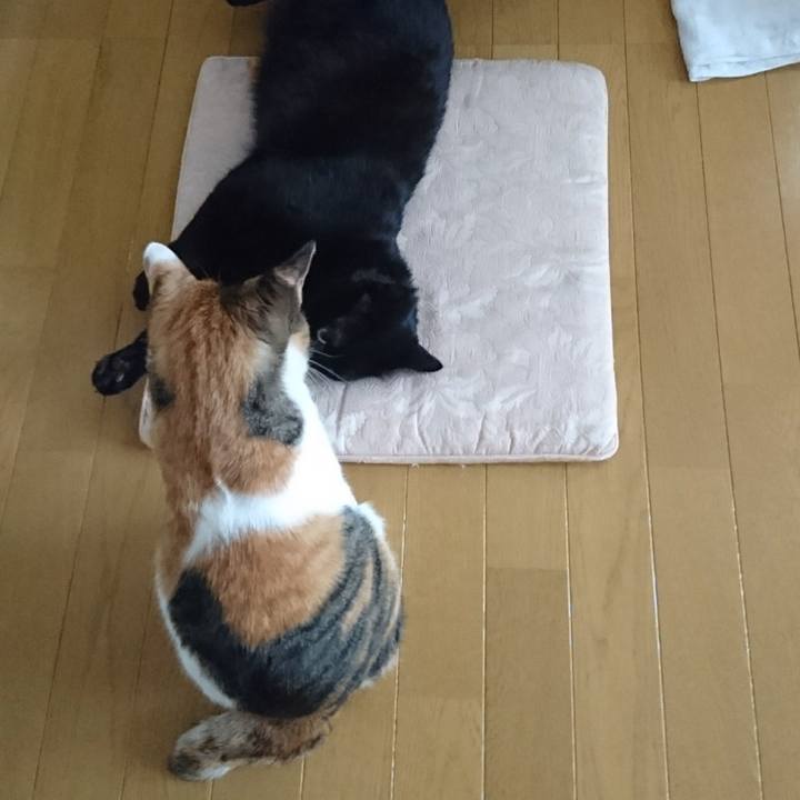 Ffc6458d e2f8 4a4a 8179 629db2f285fd 1525474377210