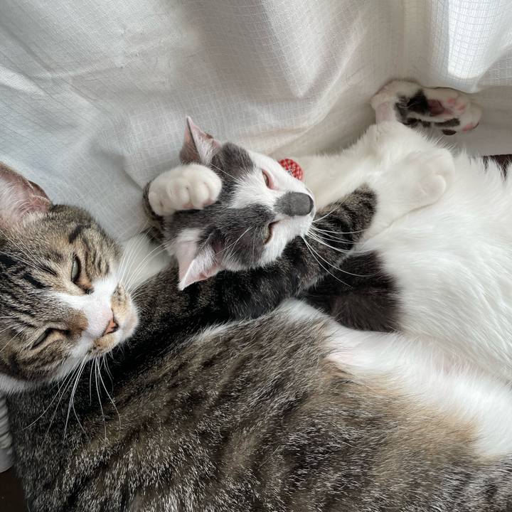 Ffc9fc98 d9af 4fb0 a981 0bf6c156f077 1702548581907