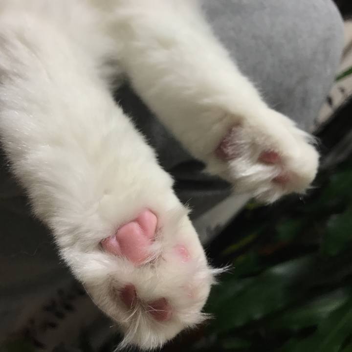 Ffca1729 9f5f 4ef5 94de 5511a809815f 1508848751763