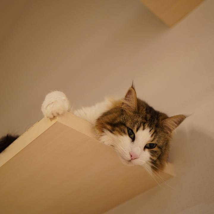 Ffca6f50 e37c 4e66 b6dc bbcff32d92a9 1591282867233