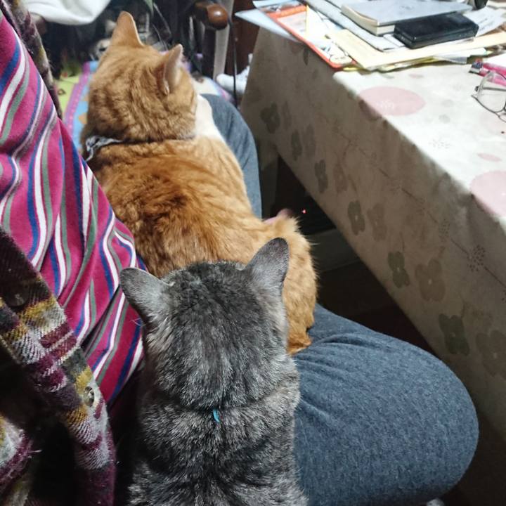 Ffcbd256 33d2 4620 a283 a98272d02fc4 1574937702907