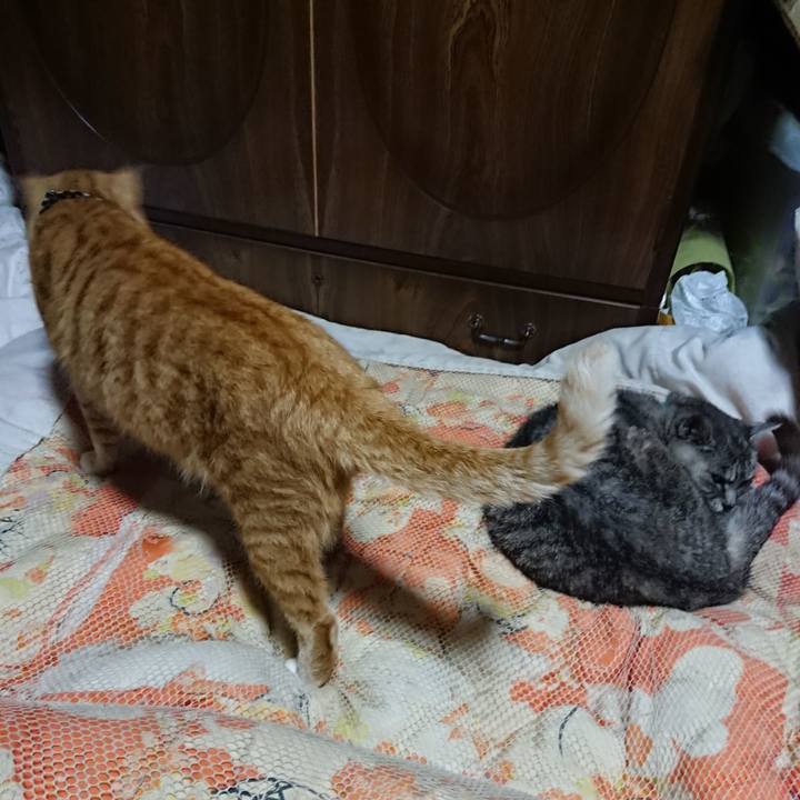 Ffcc26db 9609 4a4f ae30 3277c5e323b4 1570019054988