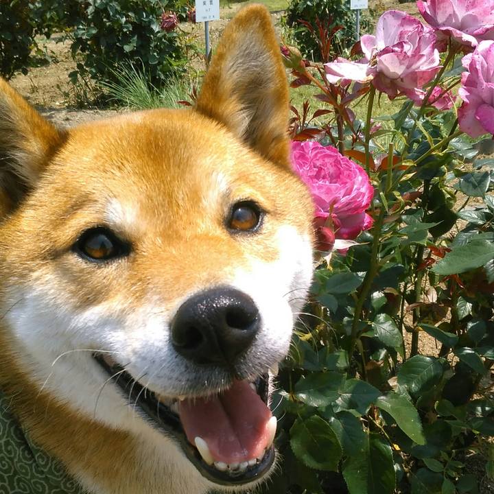 Ffcdd417 4ace 424d b8c8 cc755b36d2c9 1527413515426