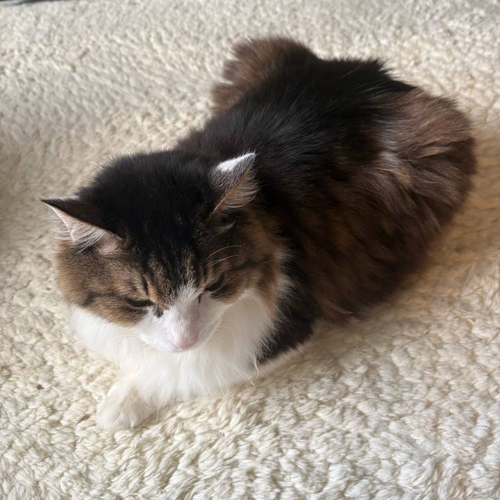 Ffd092c0 8e48 4ff2 b95c ca9da312ffe6 1770940155248