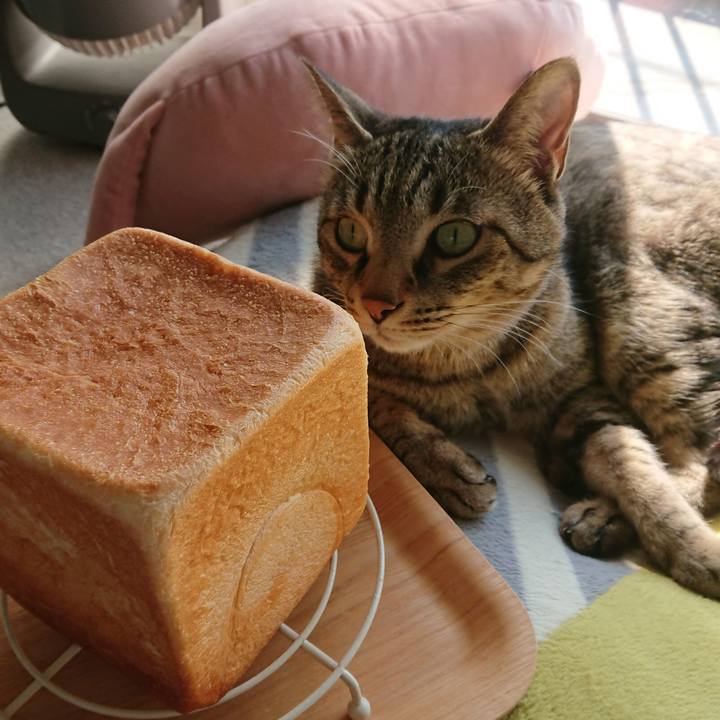 Ffd0d2c1 0c28 4c37 8bd0 6ed9498b4b56 1585978337314