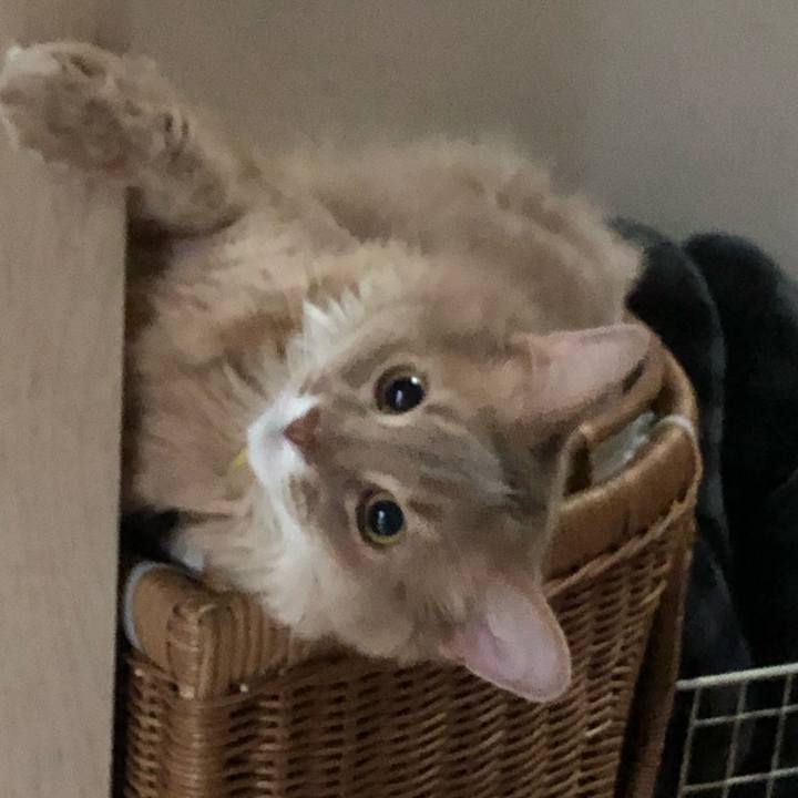 Ffd42499 8a71 4111 ab6b 5071f0274309 1589772767411