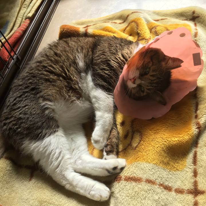 Ffd81d89 6e03 4a61 8379 83c717548cda 1541411755651