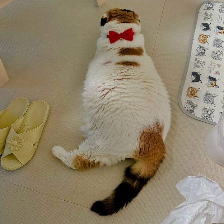 Ffd9fa84 5751 470d aee8 92feca5abfa8 1729518655847