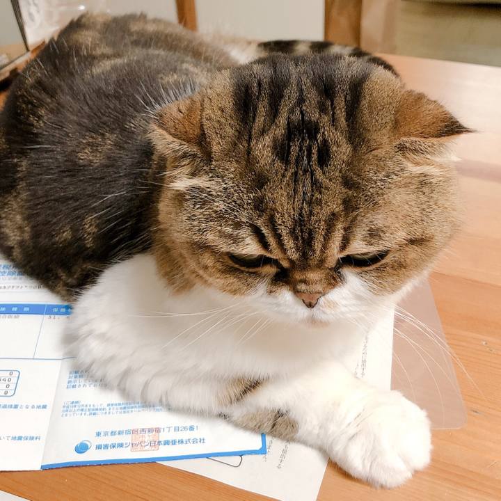 Ffde1286 5955 4c30 9b14 9d99444d9232 1573894799635