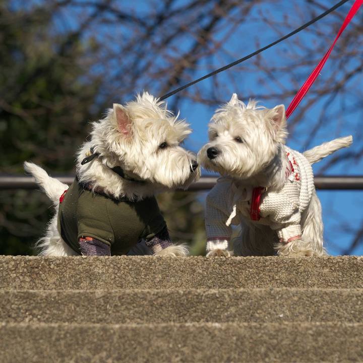 Ffe07931 bc3f 4451 b19a 498db1b78c80 1514936287137