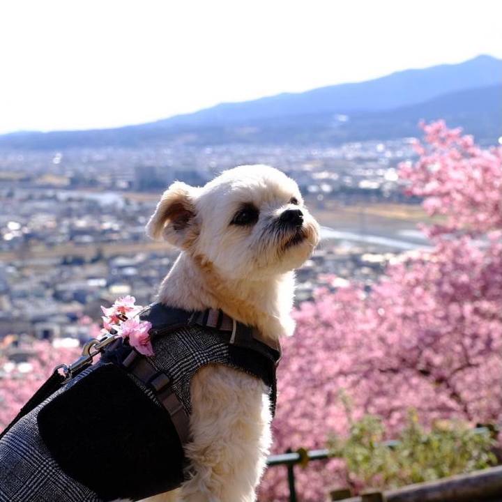 Ffe1ed12 50a7 4974 8a23 e04c72eacd26 1615515362752