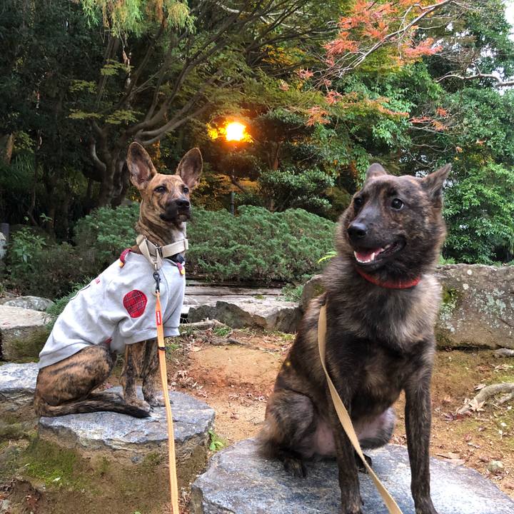 Ffe5054b 3437 48bf 8ddc c8174b2366ae 1574676469713